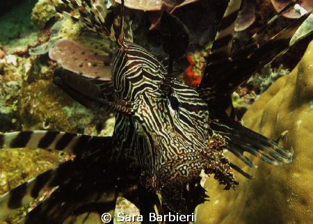 Lion fish by Sara Barbieri 