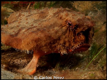 The Bat Fish Potrait.. by Carlos Pérez 