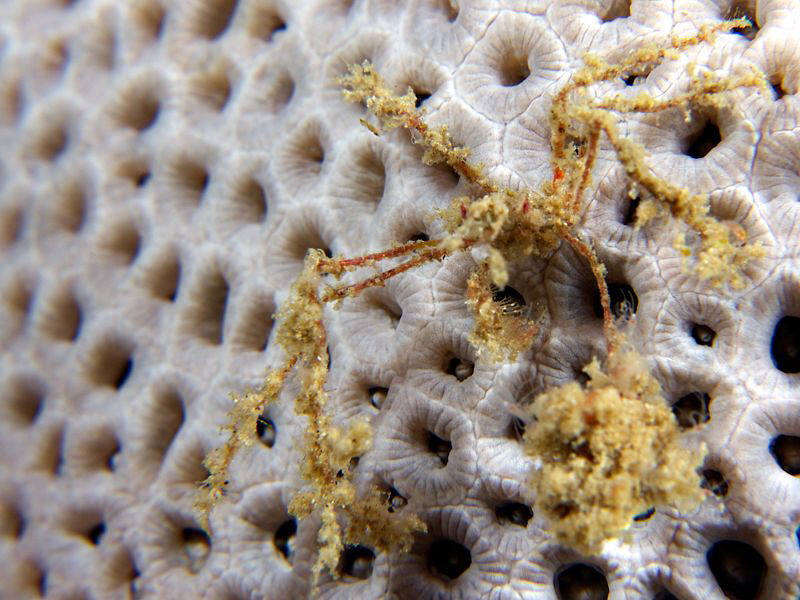 Crab by Iyad Suleyman 