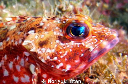 Face of a Scorpion fish. at Owase,　Mie, Japan by Noriyuki Otani 