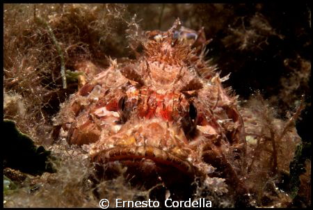 Scorfano by Ernesto Cordella 
