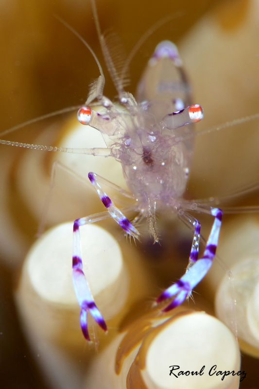 Little jewel by Raoul Caprez 