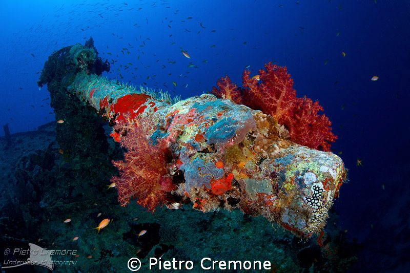 Thistlegorm cannon by Pietro Cremone 
