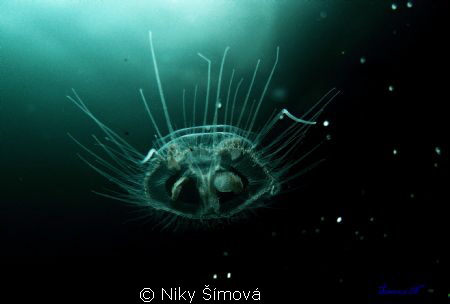 Freshwater Jellyfish by Niky Šímová 