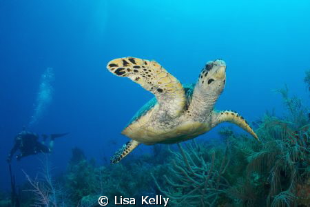 Curious turtle...f/8, 1/125, ISO 200. by Lisa Kelly 