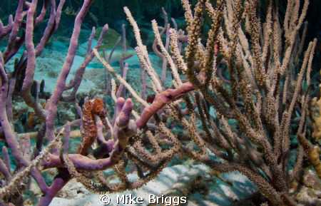 This was taken on Klein Bonaire at Carl's Hill.  We had d... by Mike Briggs 