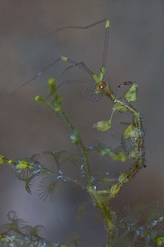 Skeleton shrimp with eggs by Iyad Suleyman 