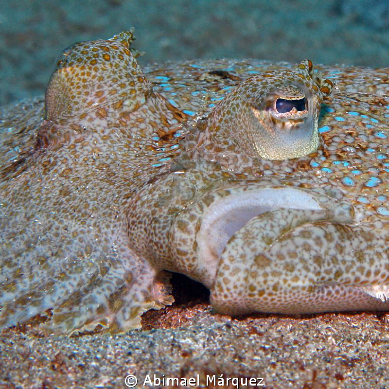 Flounder by Abimael Márquez 