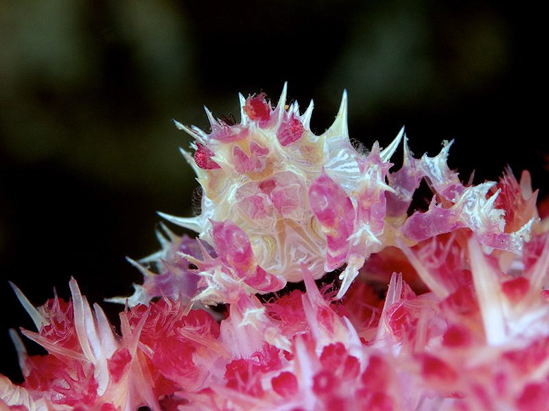 Soft coral crab by Iyad Suleyman 