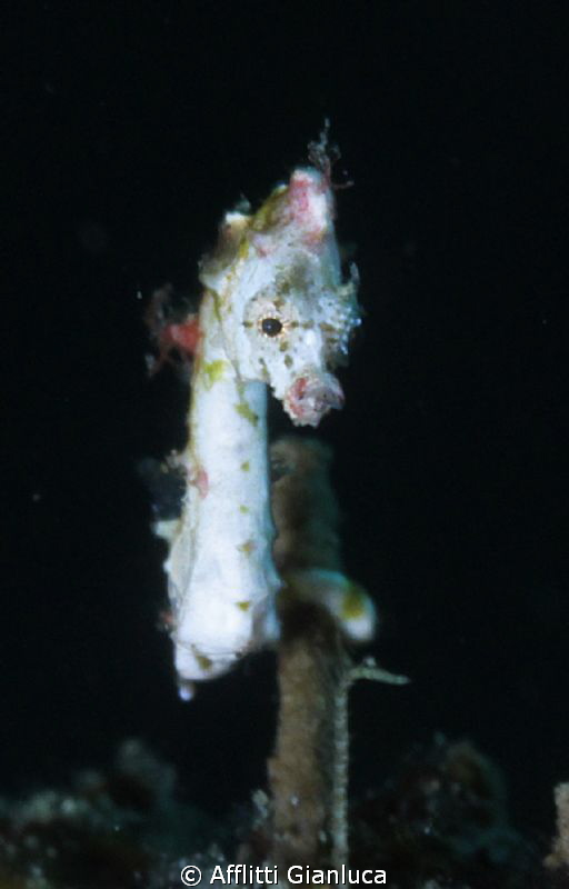 Pontoi Seahorse by Afflitti Gianluca 