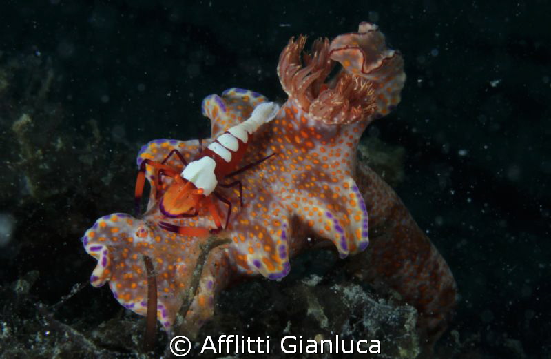 marine chariot ....... by Afflitti Gianluca 