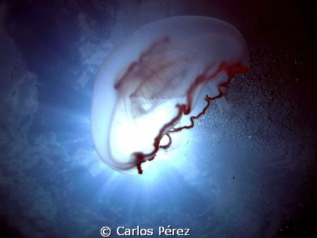 Aurelia under the Sun!! Really love this shot!! Olympus P... by Carlos Pérez 