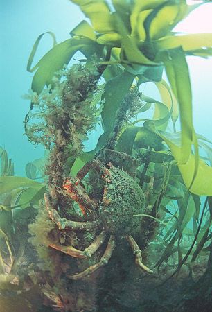 Spider crab on kelp.
Porth Ysgaden, N. Wales.
F90X,16mm. by Mark Thomas 