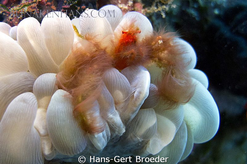 Oranguntancrab
Bunaken,Sulawesi,Indonesia, 
Canon G 12 ... by Hans-Gert Broeder 