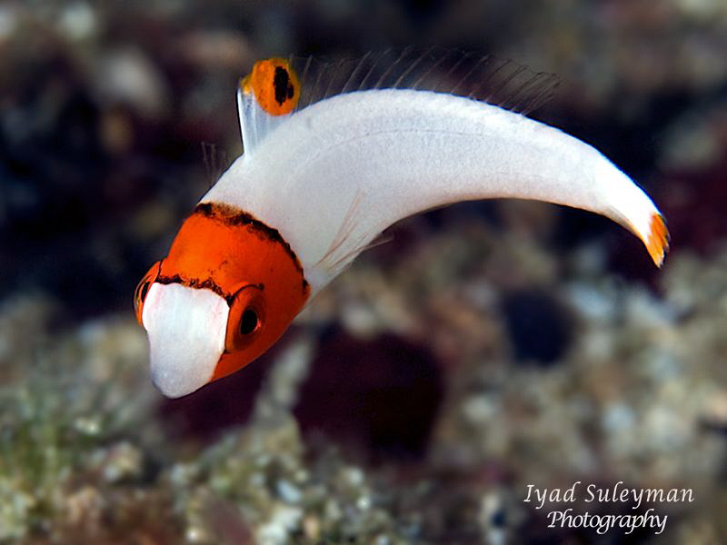 Juvenile Bicolor Parrotfish (fast swimming critter)
Cano... by Iyad Suleyman 