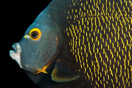 Angel Fish by Spencer Burrows 