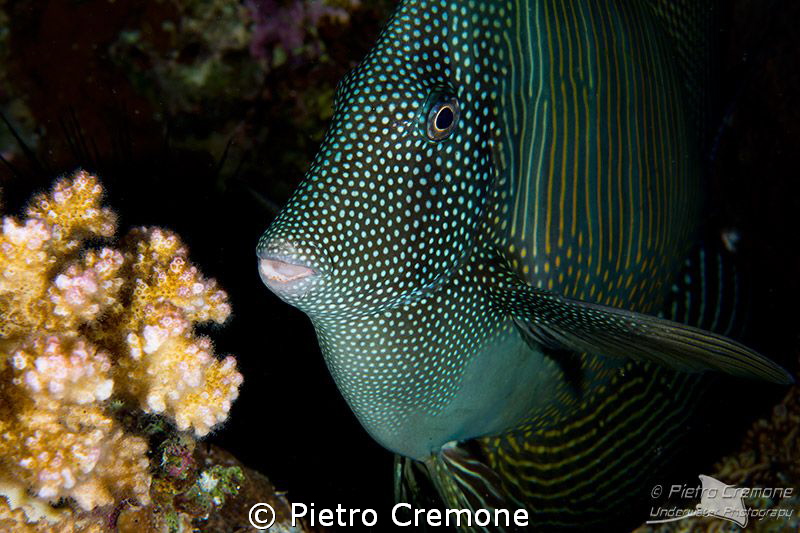 Surgeonfish by Pietro Cremone 