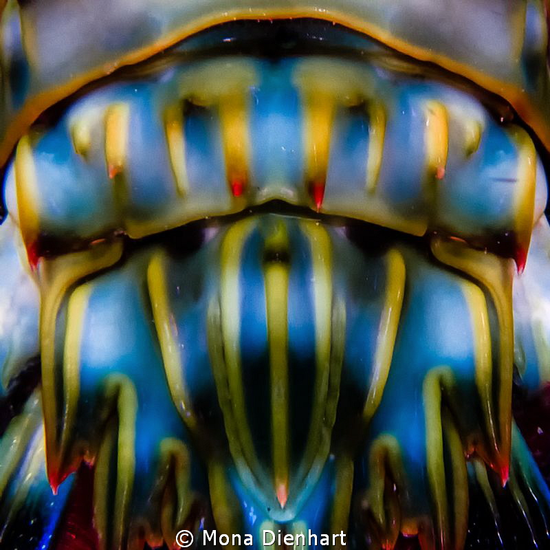 ABSTRACT SHRIMP by Mona Dienhart 