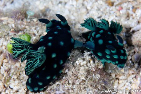 tug of war nudis
f14 1/200 iso 400 by Andre Snoopy Montenegro 