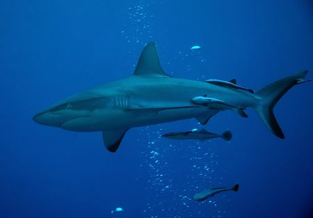 Grey Reef Whaler on Osprey Reef, Coral Sea taken with Nik... by John Natoli 