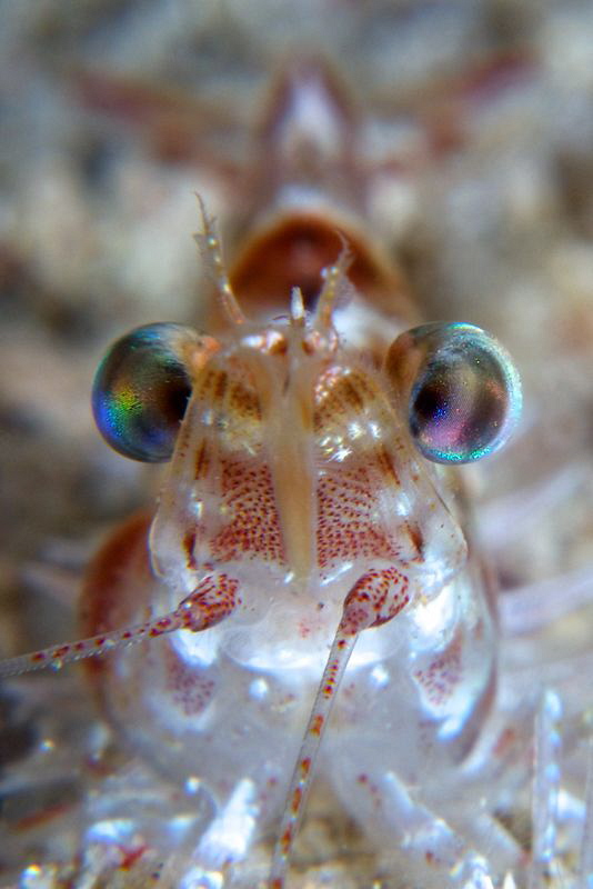 "Shrimp Portrait" by Iyad Suleyman 