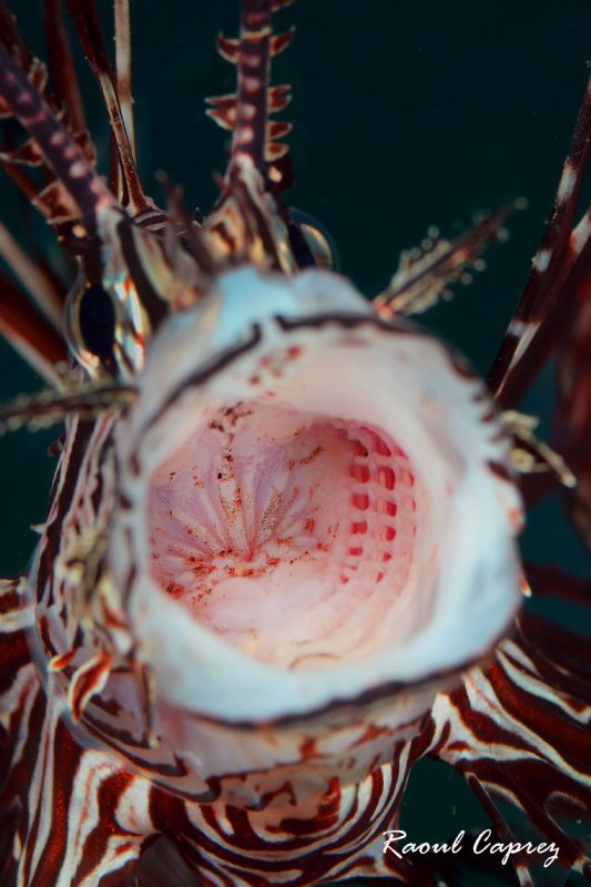 Like ready to eat my lens :-) by Raoul Caprez 