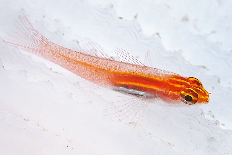 "Red Gobi on White Coral" by Henry Jager 