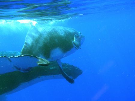 Female humpback and calf, shot snorneling in Vava'u, King... by Don Bruschera 