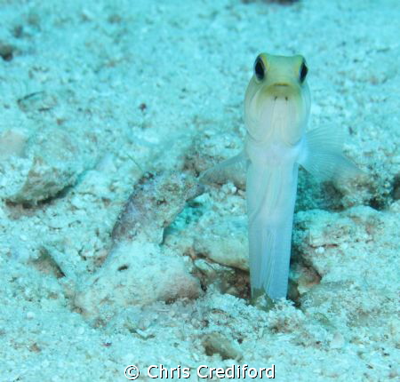 Yellowhead Jawfish, Canon T2i 60mm Macro by Chris Crediford 
