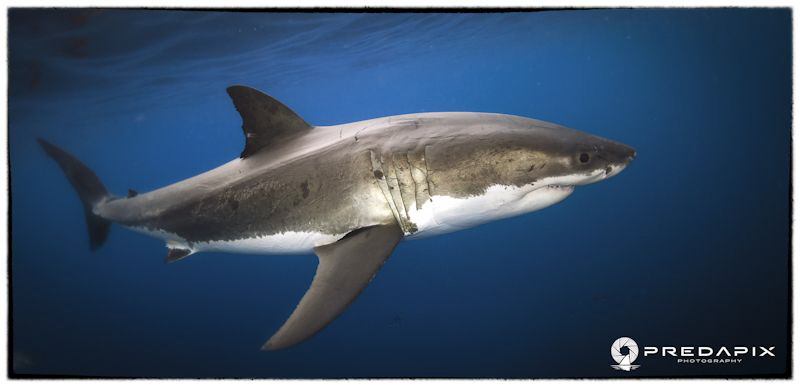 Meet Moo!!!, This 4+ Metre male Great White shark has ret... by Sam Cahir 