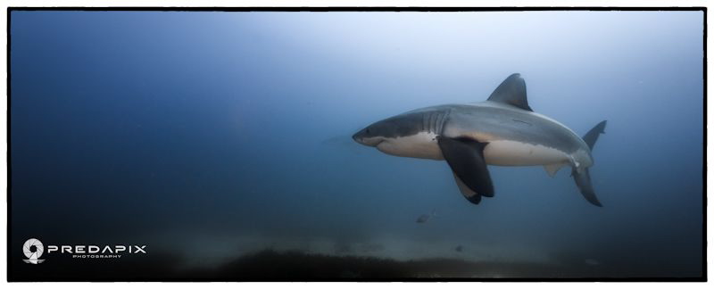 Majesty - This shot shows a female white shark showing do... by Sam Cahir 