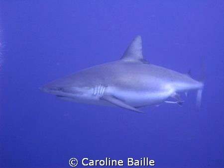 pregnant female Grey Reef Shark by Caroline Baille 