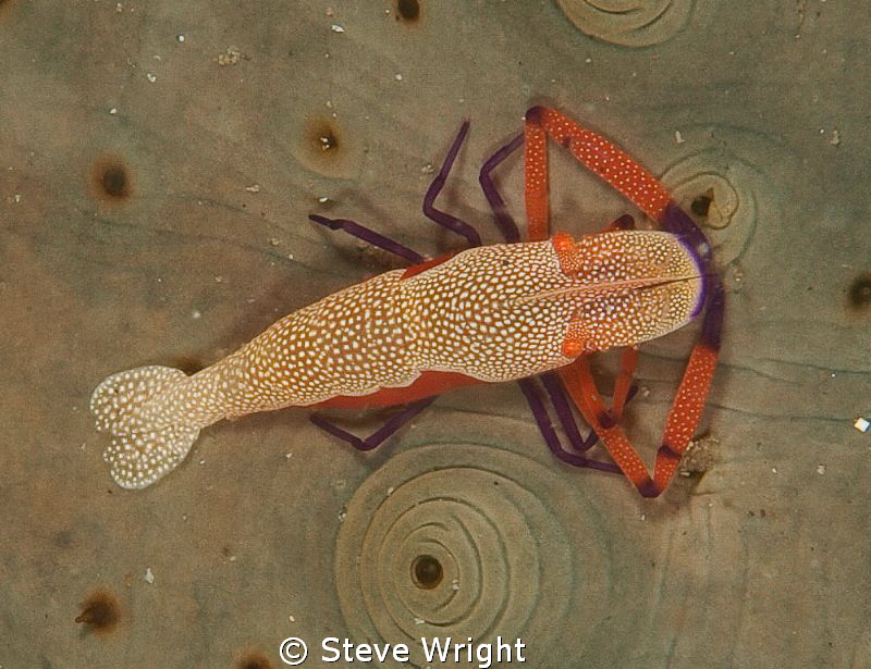 Emperor Shrimp, 50mm macro with 1x4 teleconverter f22 1/1... by Steve Wright 