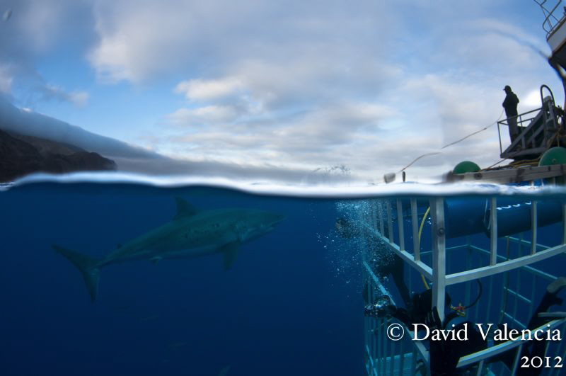 Guadalupe island and a look at the entire operation. by David Valencia 