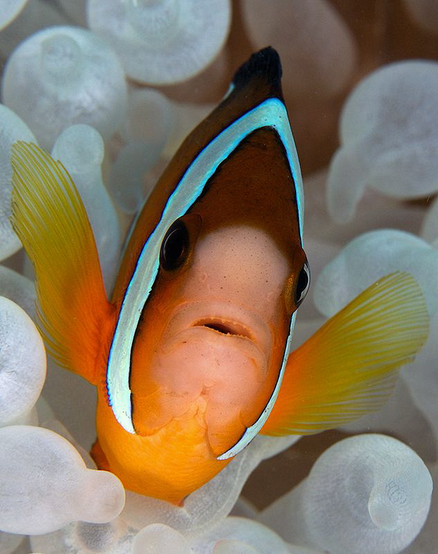 Anemonefish by Iyad Suleyman 