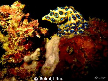 blue ring
 by Rolmiji Rudi 