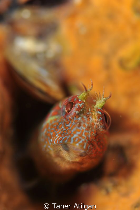 curious one (: by Taner Atilgan 