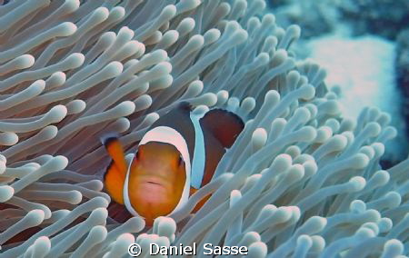 Nemo, Amphiprion Occelaris or False Clownfish, Picture wa... by Daniel Sasse 