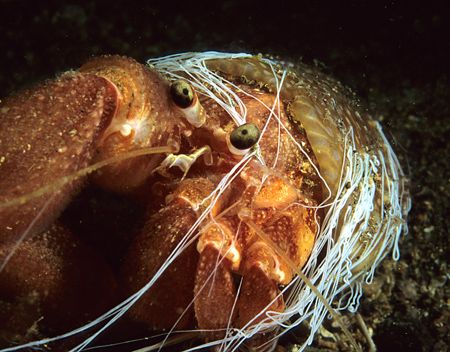 Hermit crab & cloak anemone.
Drake's Island, Plymouth.
... by Mark Thomas 