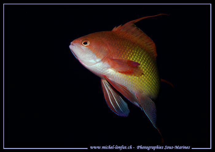 Black BackGround II by Michel Lonfat 