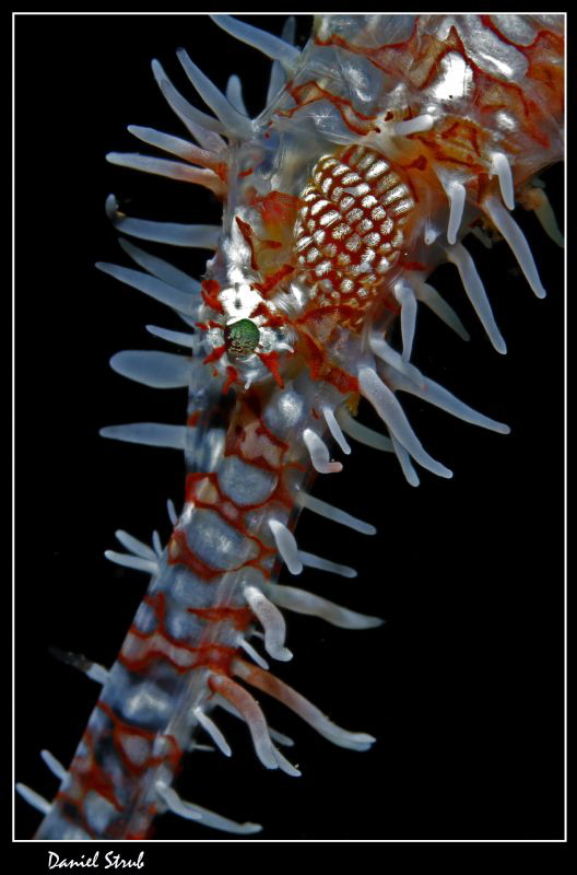 Solenostomus paradoxus, Dauin, Negros, 100mm + wetdiopter... by Daniel Strub 