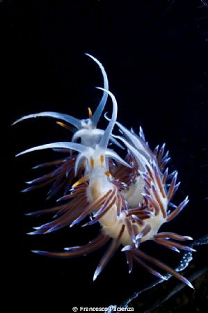 Nudi in the mirror by Francesco Pacienza 