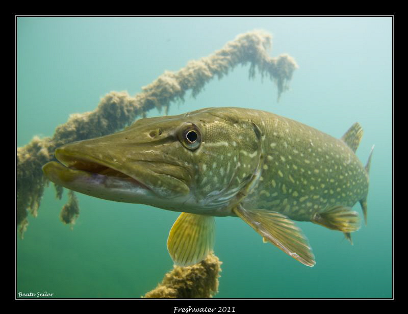 Northern Pike by Beate Seiler 