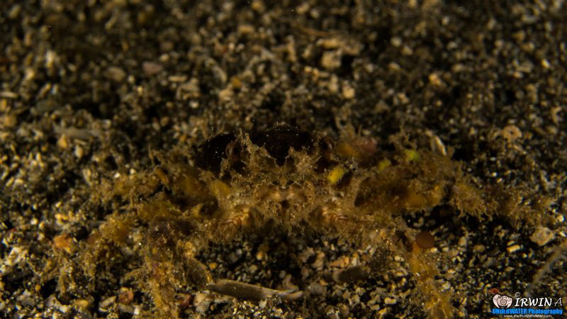 Lembeh, Indonesia 

Canon Powershot S100
Fisheye Fix S... by Irwin Ang 