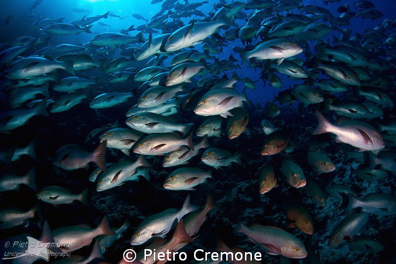 Snappers school by Pietro Cremone 