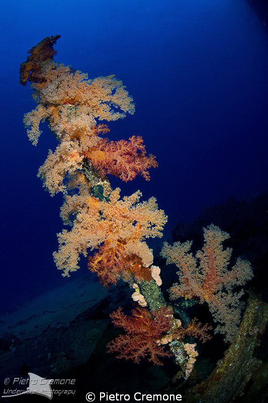 Softies on a wreck (Million Hope) by Pietro Cremone 