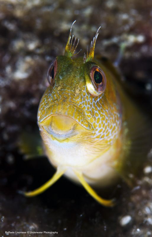 Parablennius pilicornis by Raffaele Livornese 