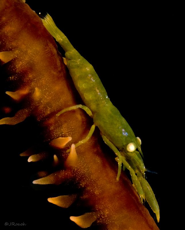 Caribbean Wire Coral Shrimp.  Bloodlet Bonaire Dutch Cari... by John Roach 