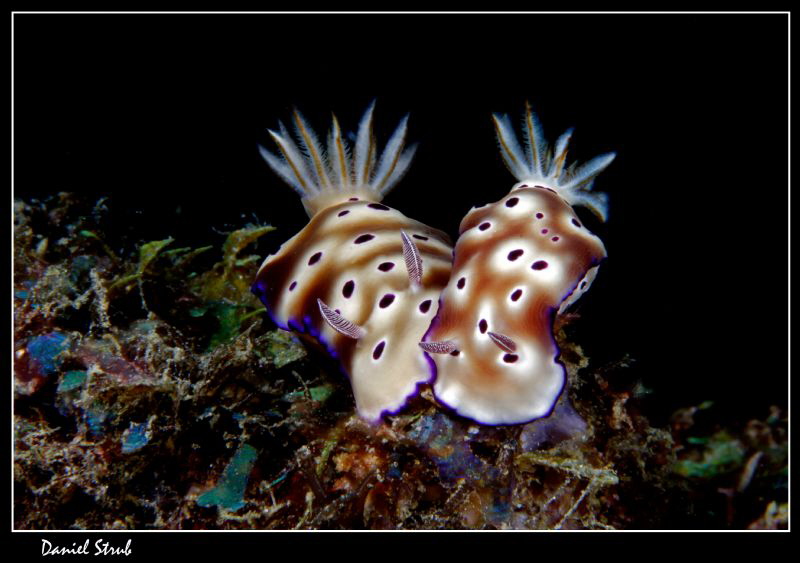 Risbecia tryoni :-D by Daniel Strub 