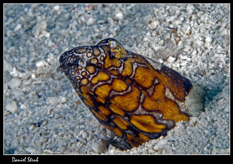 Clown snake eel :-D by Daniel Strub 